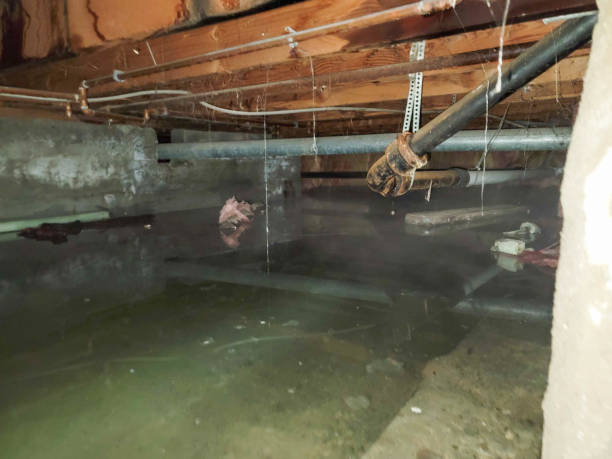 Best Flood restoration services  in Weldon, NC